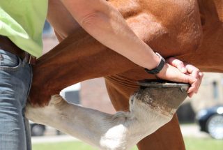 horse-leg-chiro-8798