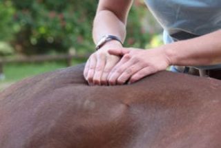horse-lower-back-chiro